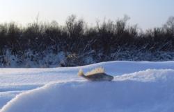 post-1788-0-02904200-1295175096_thumb.jp