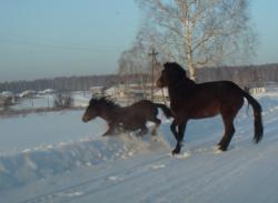 post-1788-0-17441100-1295175132_thumb.jp