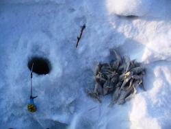 post-1788-0-24102700-1295175025_thumb.jp