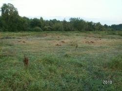 post-2293-0-65377600-1294322396_thumb.jp