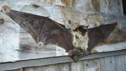 post-2459-0-06523200-1295155471_thumb.jp