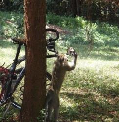 post-2917-0-09257600-1294442680_thumb.jp