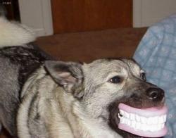 post-2917-0-21471300-1294329456_thumb.jp