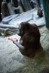 post-2917-0-31949800-1294323501_thumb.jp