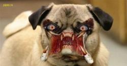 post-2917-0-99918800-1294319522_thumb.jp