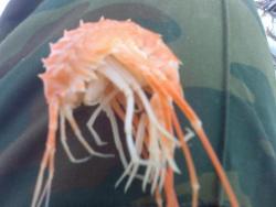 post-3348-0-34860500-1296260550_thumb.jp