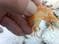 post-3348-0-54323700-1296260535_thumb.jp