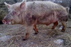 post-4269-0-01037800-1296377904_thumb.jp