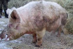 post-4269-0-27049700-1296378960_thumb.jp