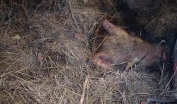 post-4269-0-48035500-1293898937_thumb.jp