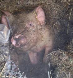 post-4269-0-92776100-1293898907_thumb.jp