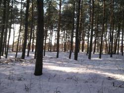 post-4855-0-60446600-1295460426_thumb.jp