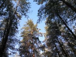 post-4855-0-61862300-1295460651_thumb.jp