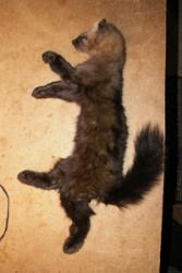 post-1697-0-92284200-1326425024_thumb.jp