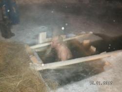 post-2293-0-26012500-1327504112_thumb.jp