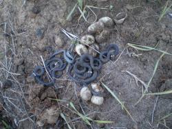 post-2597-0-14932200-1327947590_thumb.jp