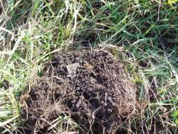 post-2863-0-33592300-1326895437_thumb.jp