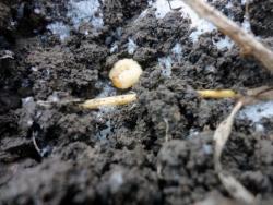 post-5575-0-19844600-1327935317_thumb.jp