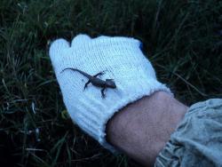 post-8735-0-24713200-1327853652_thumb.jp