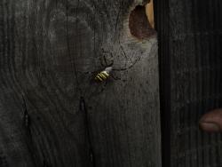 post-8735-0-69621800-1327853585_thumb.jp