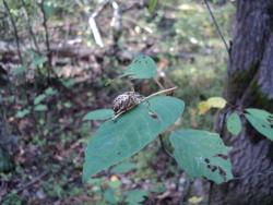 post-8735-0-80958600-1327853595_thumb.jp