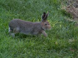 post-8942-0-39363900-1327939859_thumb.jp