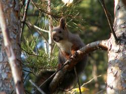 post-8942-0-47403800-1327940255_thumb.jp