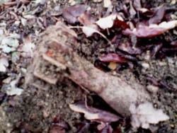 post-9126-0-94706100-1327227016_thumb.jp