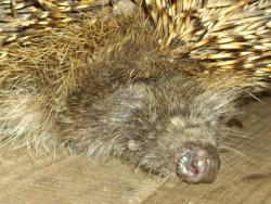 post-9204-0-39351700-1327959979_thumb.jp