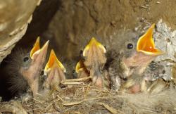 post-9204-0-56887100-1327960086_thumb.jp