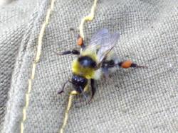 post-9204-0-64734200-1327960239_thumb.jp