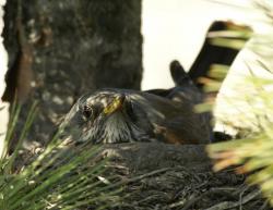 post-9204-0-76552900-1327959786_thumb.jp