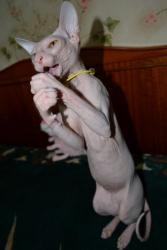 post-16447-0-53338500-1357822443_thumb.j