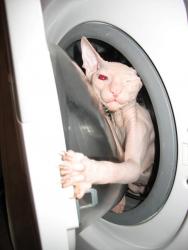 post-16447-0-59424900-1357817176_thumb.j