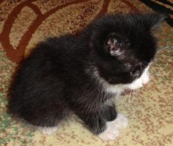 post-2898-0-84630100-1357570632_thumb.jp