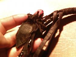 post-4269-0-55313300-1357036515_thumb.jp