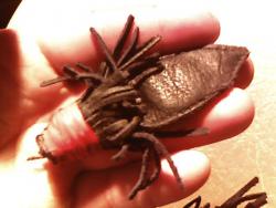 post-4269-0-62521900-1357036277_thumb.jp