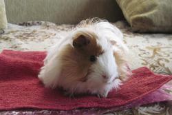 post-6245-0-45484200-1357574921_thumb.jp