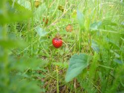 post-7851-0-99479900-1358083339_thumb.jp