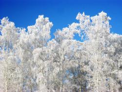 post-9540-0-58241300-1357714763_thumb.jp