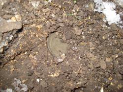 post-12373-0-81771400-1389944339_thumb.j