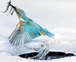 post-13868-0-82281200-1388565716_thumb.j