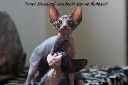 post-1724-0-35235200-1390988049_thumb.jp