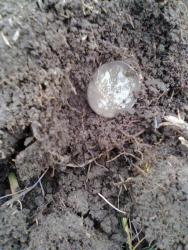 post-17557-0-41783200-1389032713_thumb.j