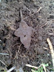 post-17557-0-47369400-1389032639_thumb.j