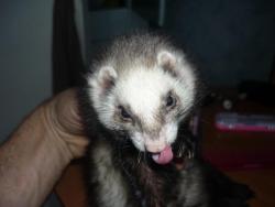 post-2401-0-30446300-1389778771_thumb.jp