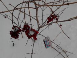 post-24709-0-67397600-1389861924_thumb.j