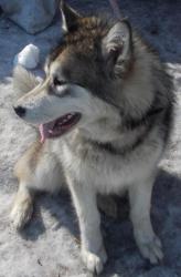 post-27646-0-92161800-1389778148_thumb.j