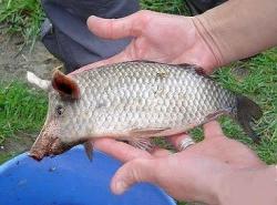 post-27784-0-08641500-1390933042_thumb.j