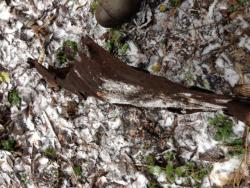 post-30012-0-50612900-1388928773_thumb.j